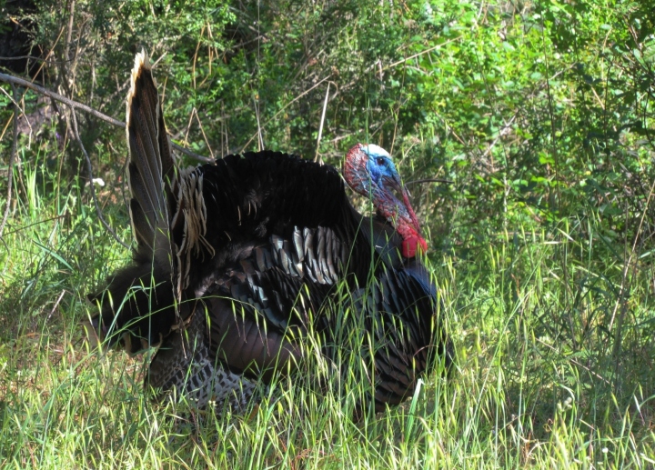 Wild Turkey